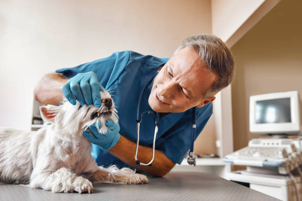 Best Urgent Dental Care for Toothaches in Tucumcari, NM